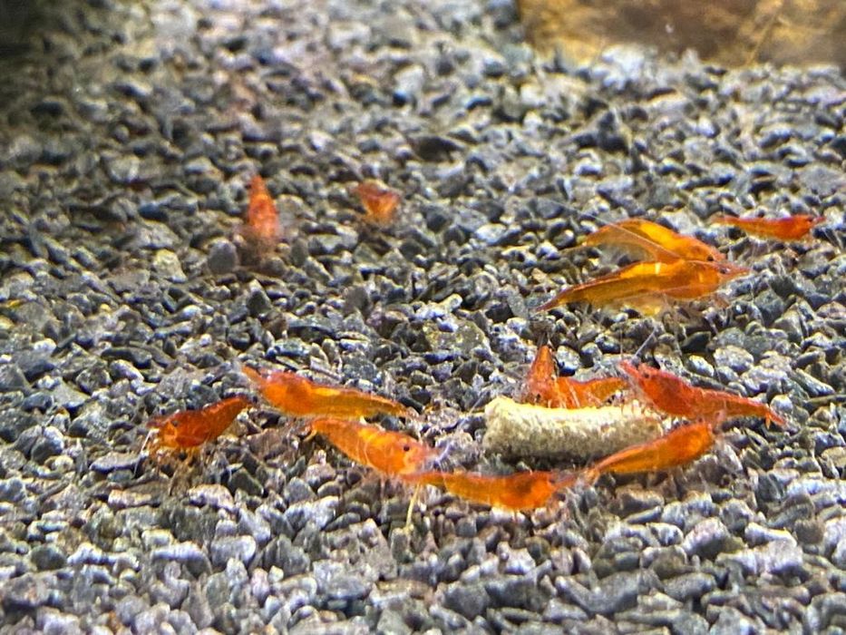 Krewetki Orange Neocaridina Pomarańczowee