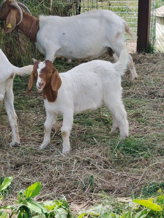 Cabrito Boer Macho
