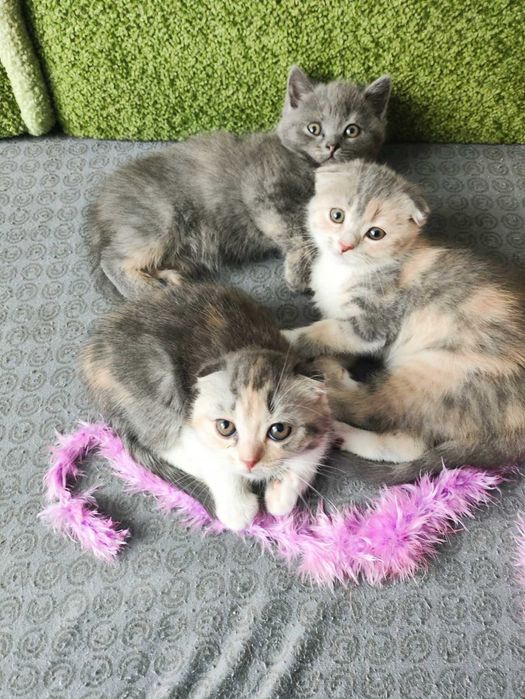 Кошенята. Кішечка.кошеня Шотландської висловухої