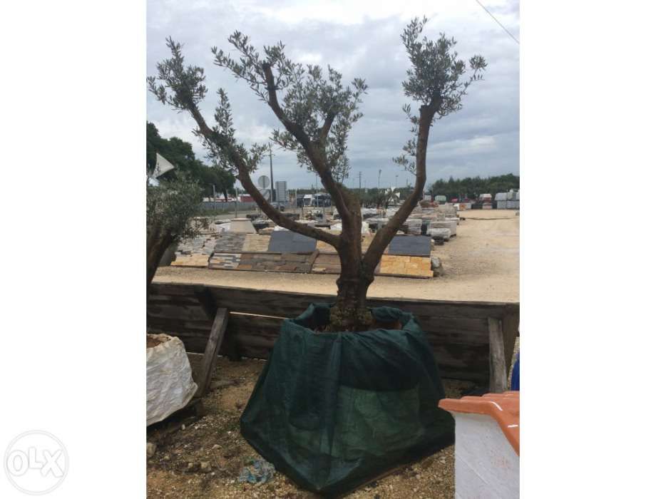 Oliveiras vaso pequenas