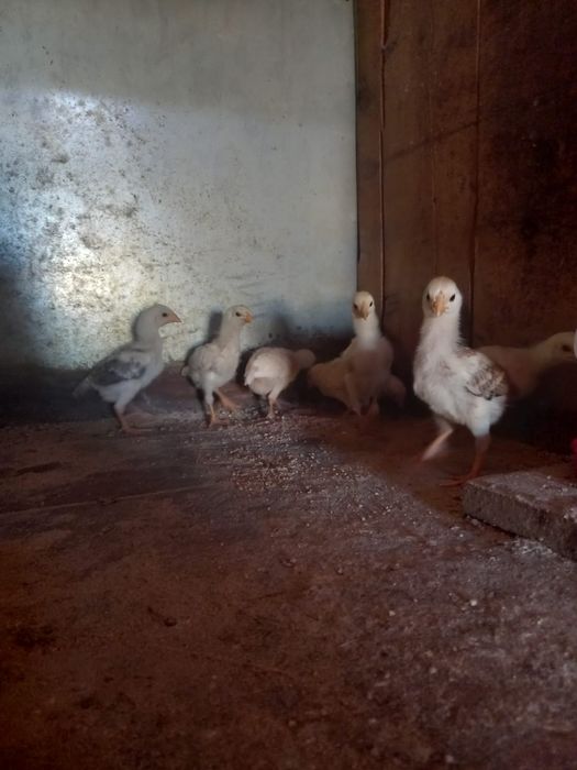 Indio gigante brasileiro  apartir 1 mes