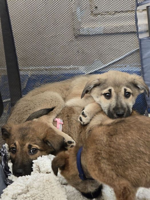 Ручні ніжні цуценята шукають родини