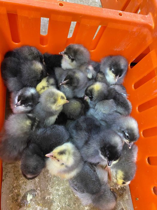 Kurczaki pisklęta nioski, brojlery, Leghorn, Greenshell, Sussex, Rosa