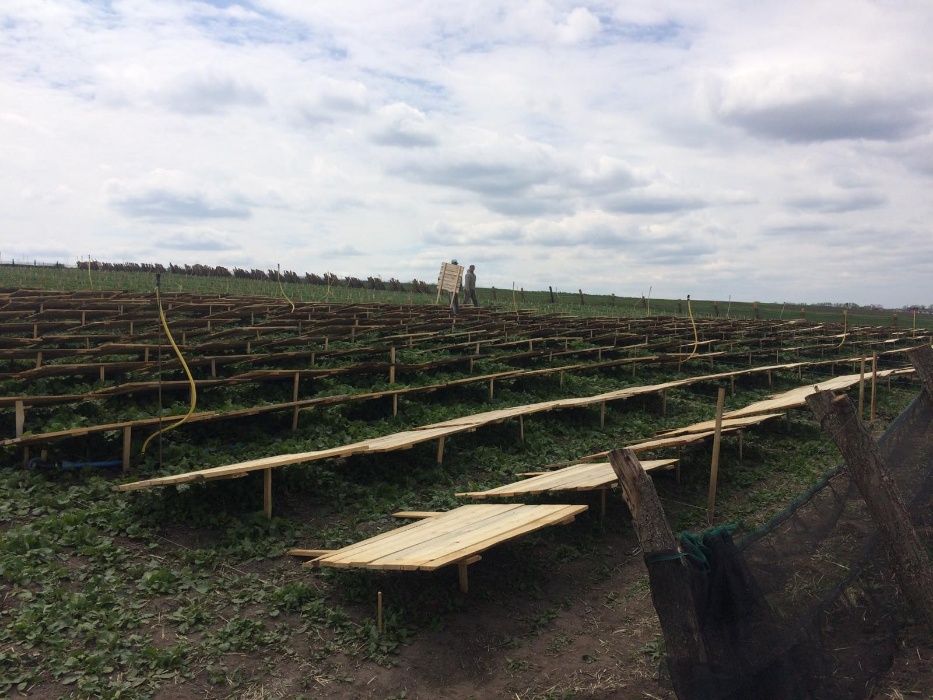 Маточне стадо равлика улитки Helix Aspersia Muller