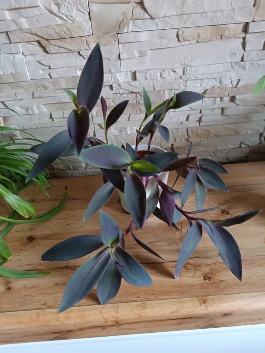 Trzykrotka purpurowa