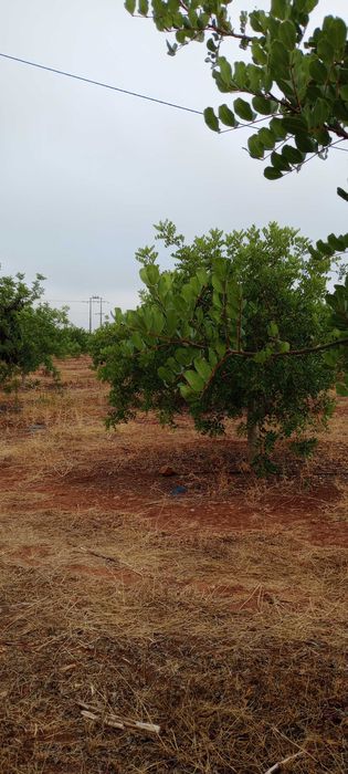 Alfarroba do Algarve