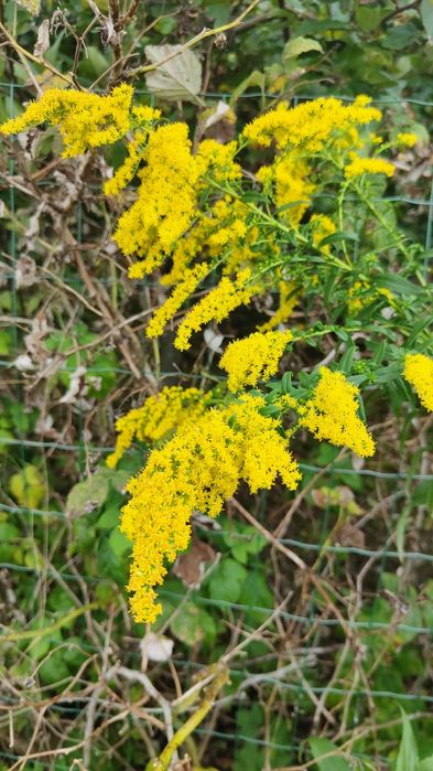 Miód nawłociowy pyszny