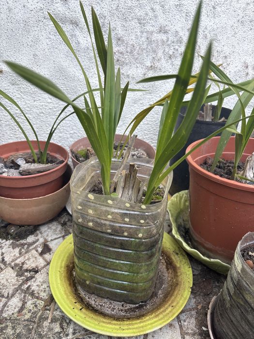 Bolbo orquidea amarela