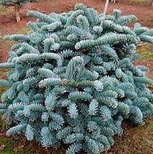 Ялиця іспанська Келеріс ( Kelleriis )