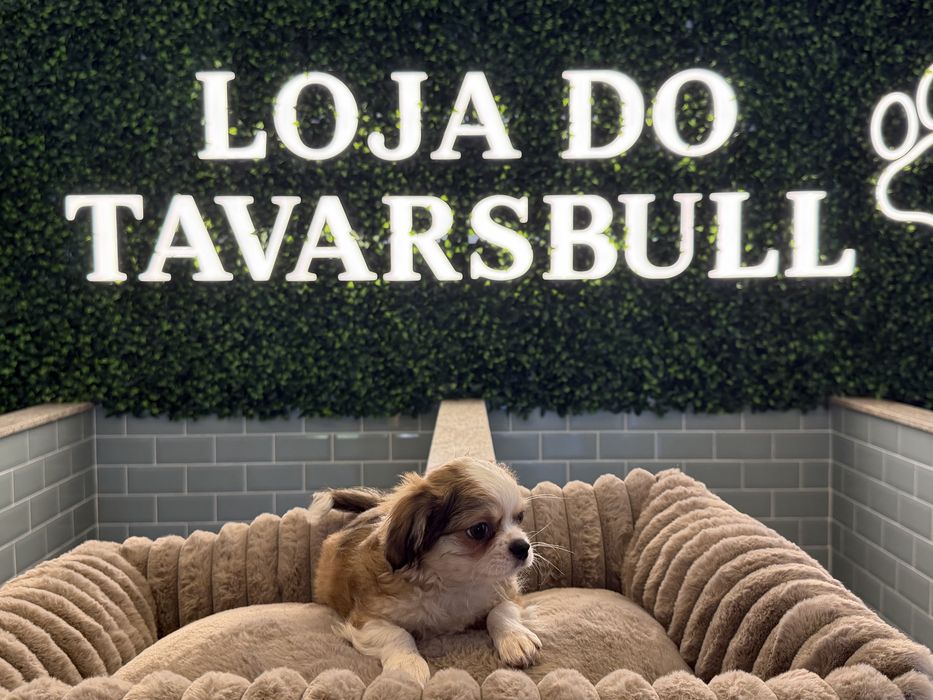 Chihuahua pelo comprido