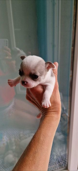 Fêmea chihuahua mini toy