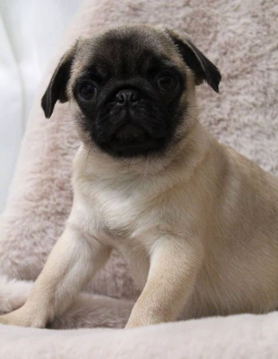 Дівчинка мопсюля