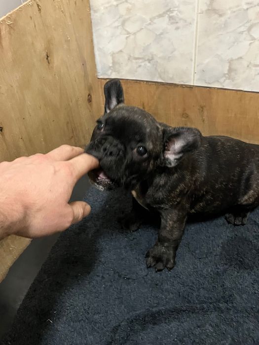 Buldogue francês macho