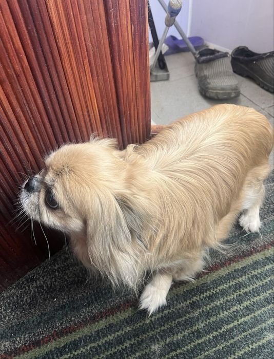 Віддам пекінеса у добрі руки