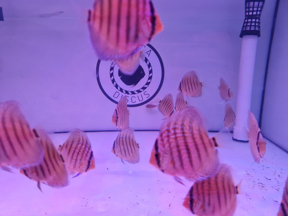 Paletki Dyskowce Brillant Turkus Piwowarski