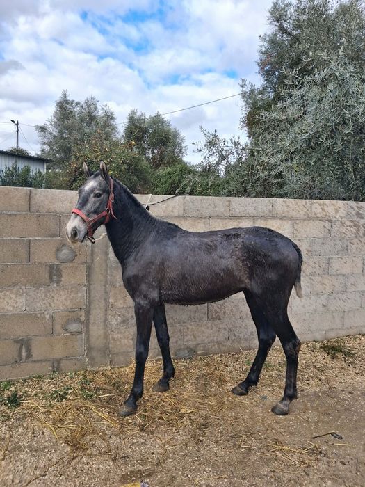 Poldro PSL pais pontuados