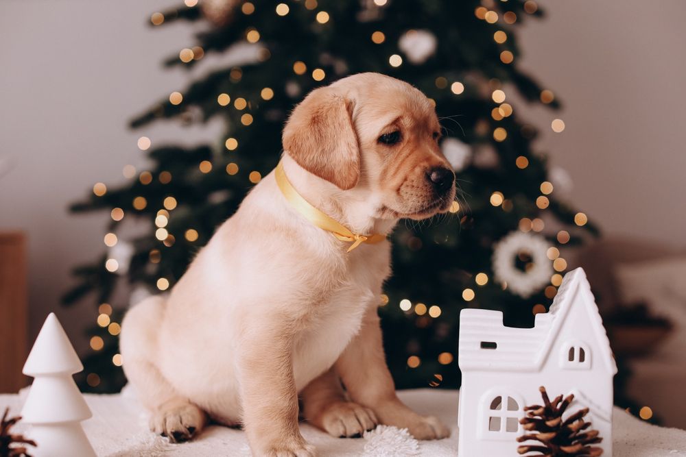 Дівчінка лабрадора ретрівера