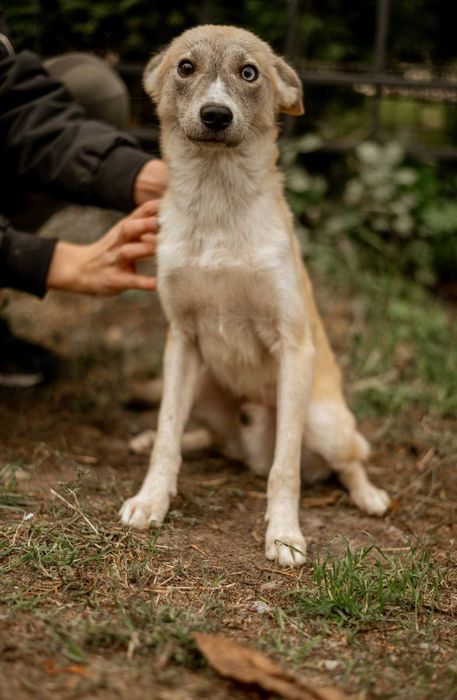 Невеликий хлопчик в добрі руки