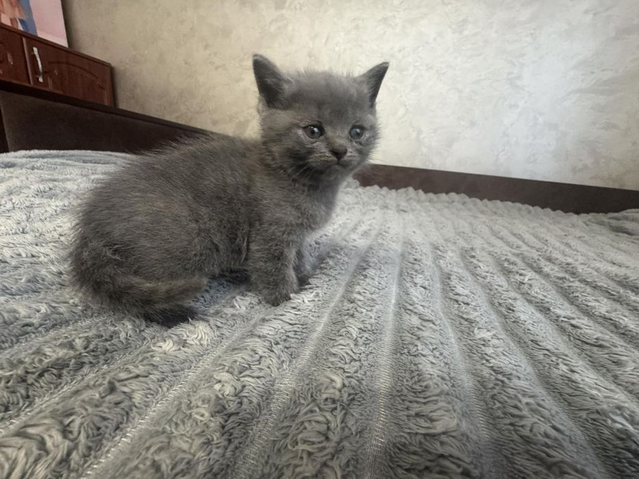 Британські прямовухі кошенята