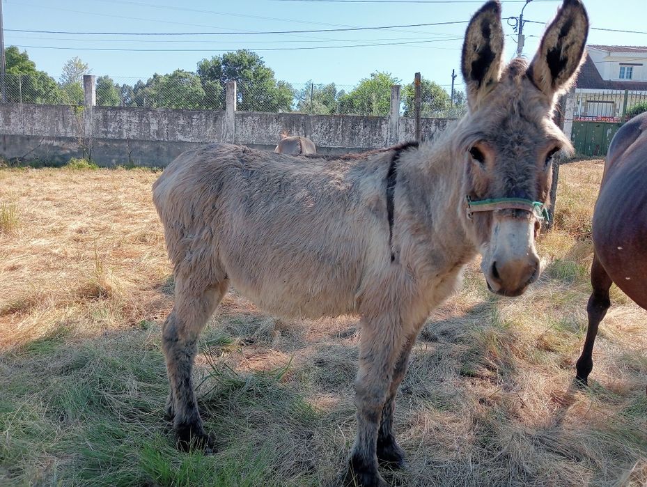 Burro  montado/engatado