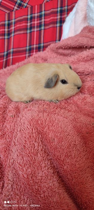 Дівчинка Каліфорнія крем/баф морсвинка