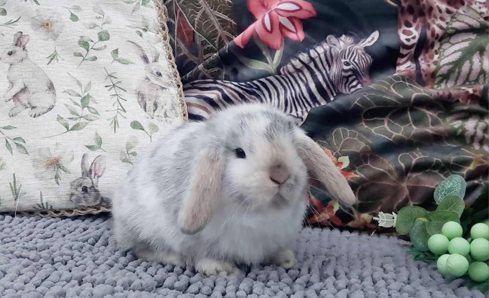 Królik mini lop baranek miniaturka