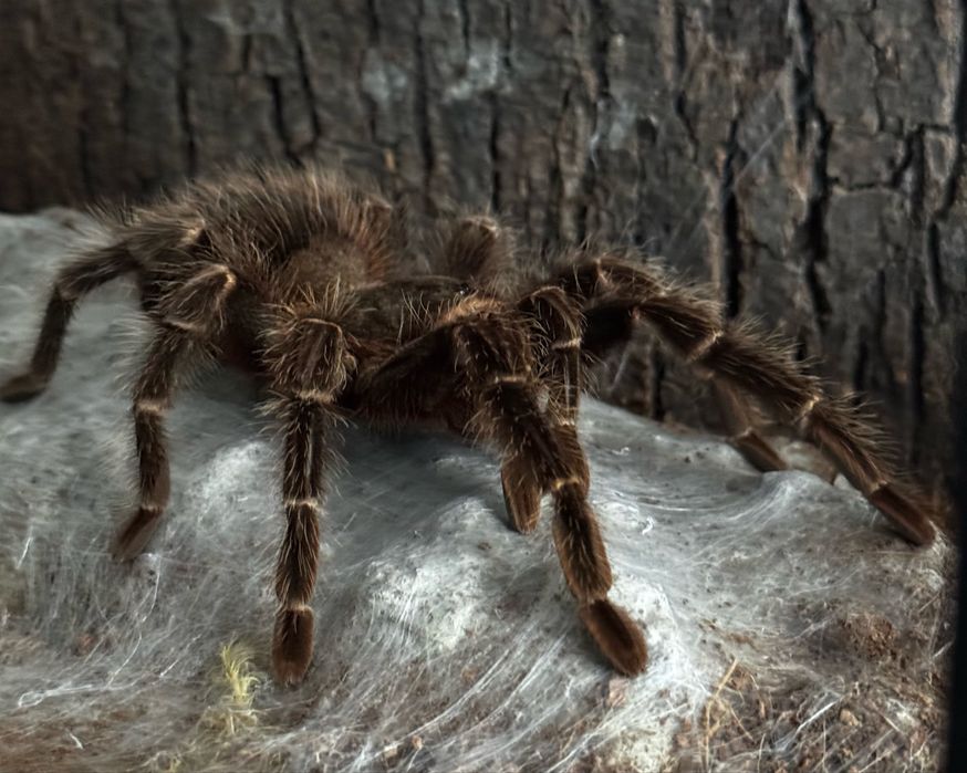 Lasiodora Parahybana SAMICA ~9DC