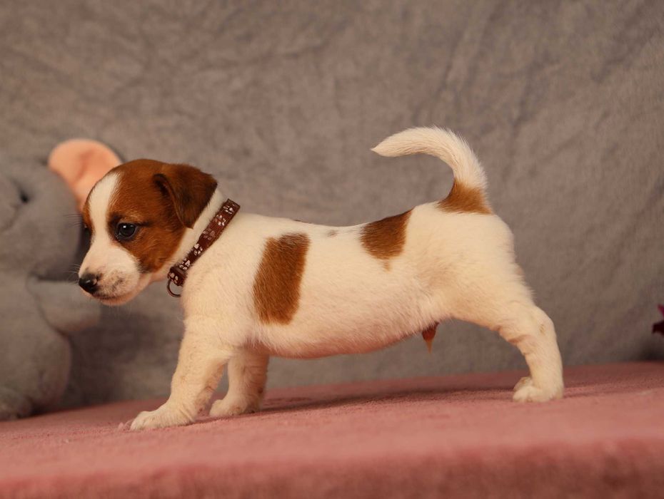 Jack Russell Terrier ZKwP FCI
