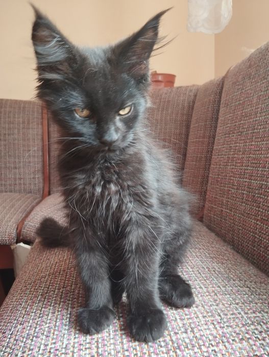 Kocurek Maine Coon  ZAREZERWOWANY