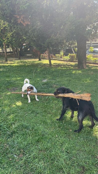 Jack russel para doacao