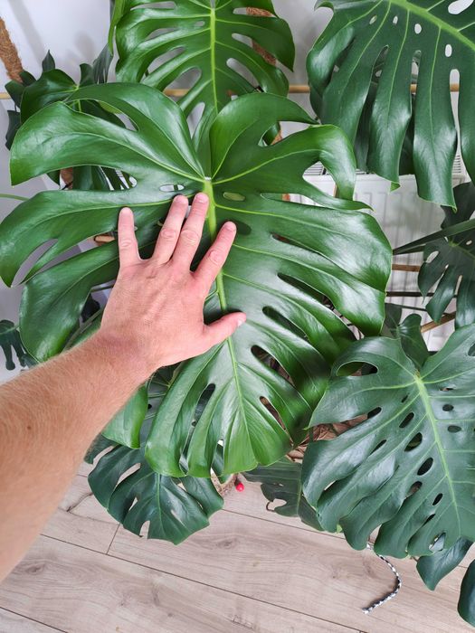 Monstera roślina domowa