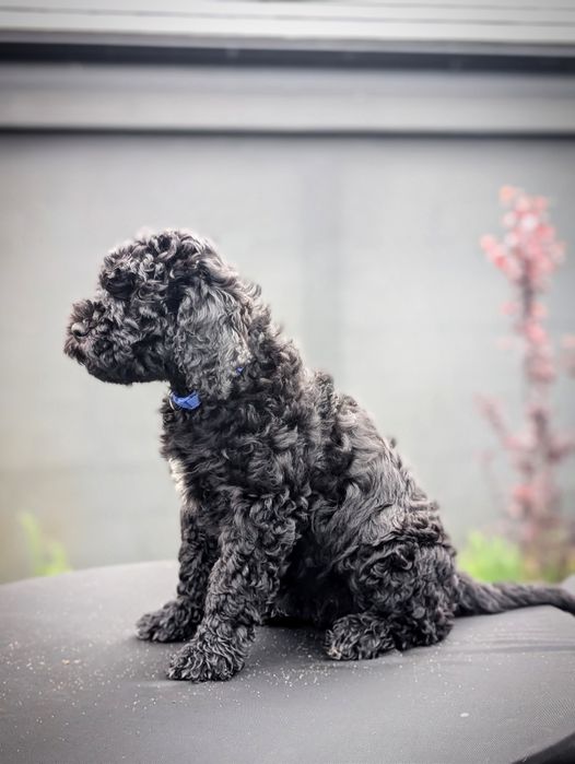 Suczka Barbet, francuski pies dowodny, nie doodle