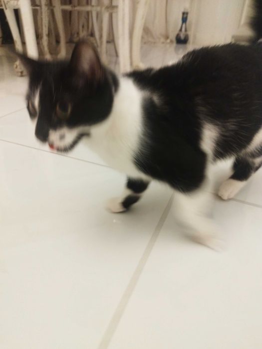 Oddam 2 letnią kotkę w dobre ręce