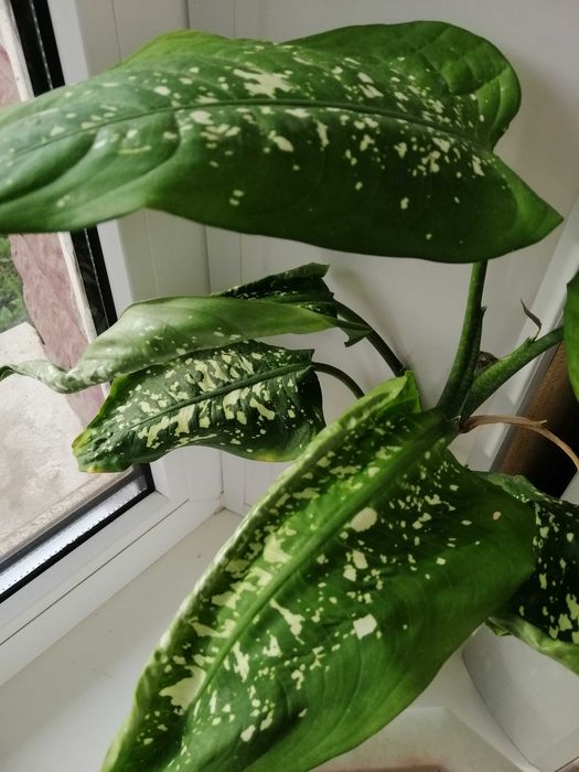 Комнатные цветы. Драцена, красула и др.