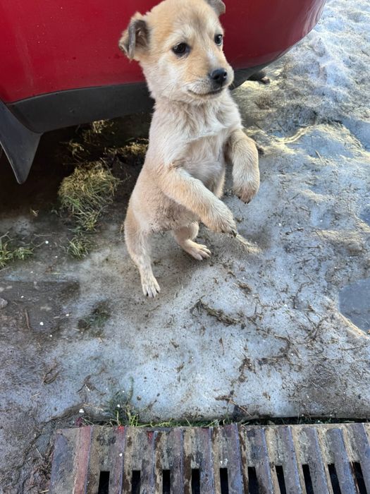 Цуценята. Дві дівчинки