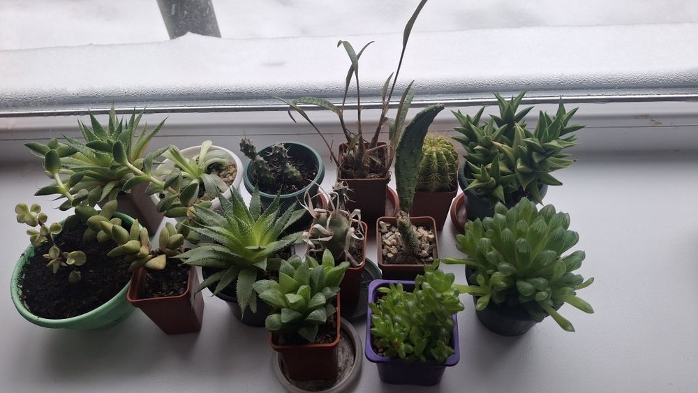 Суккуленти та кактуси.