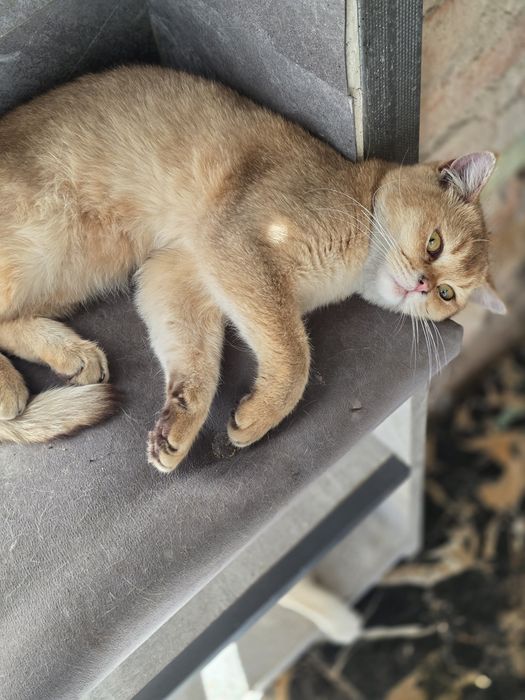 Кот золота шиншилла
