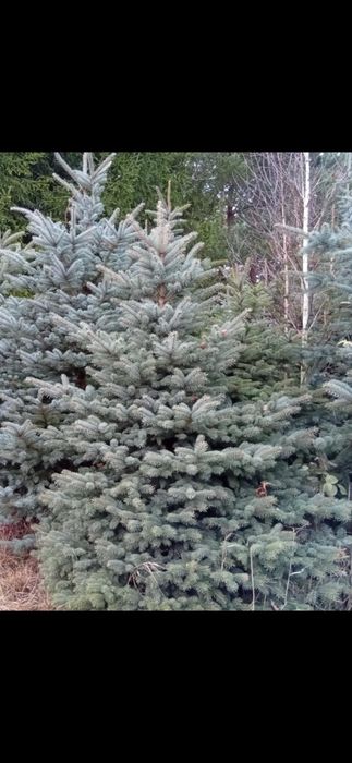 Sprzedam choinki świerk srebrny