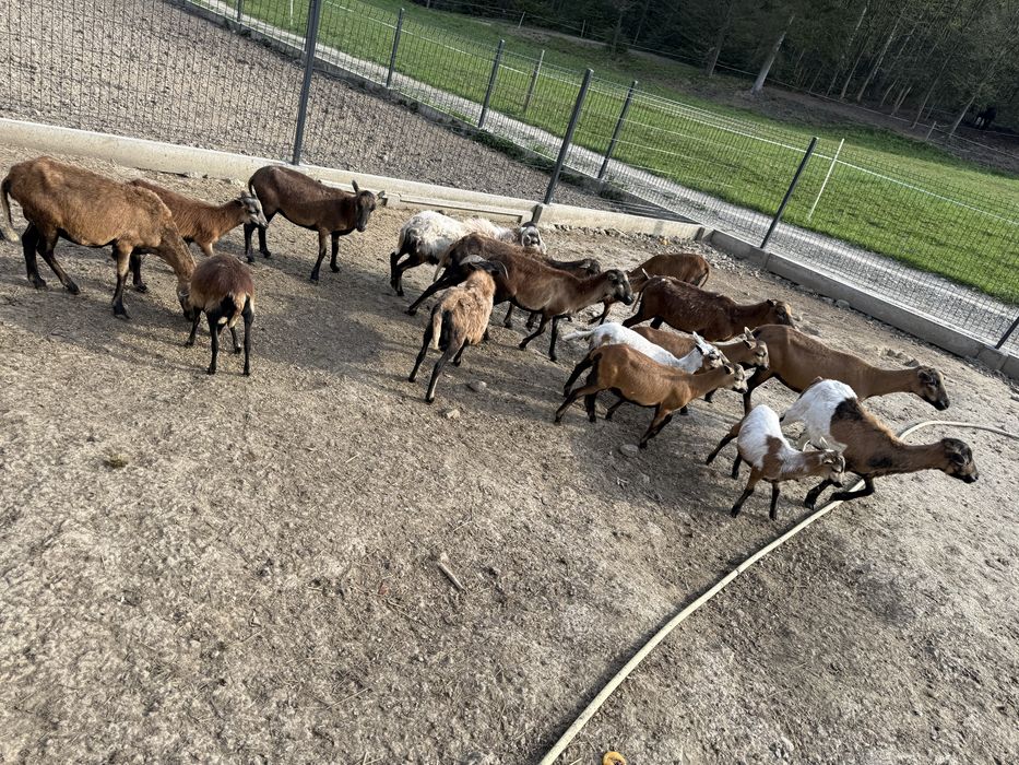 Sprzedam/zamienie