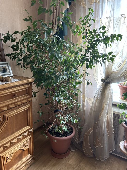 Фікус Бенджаміна 2 м