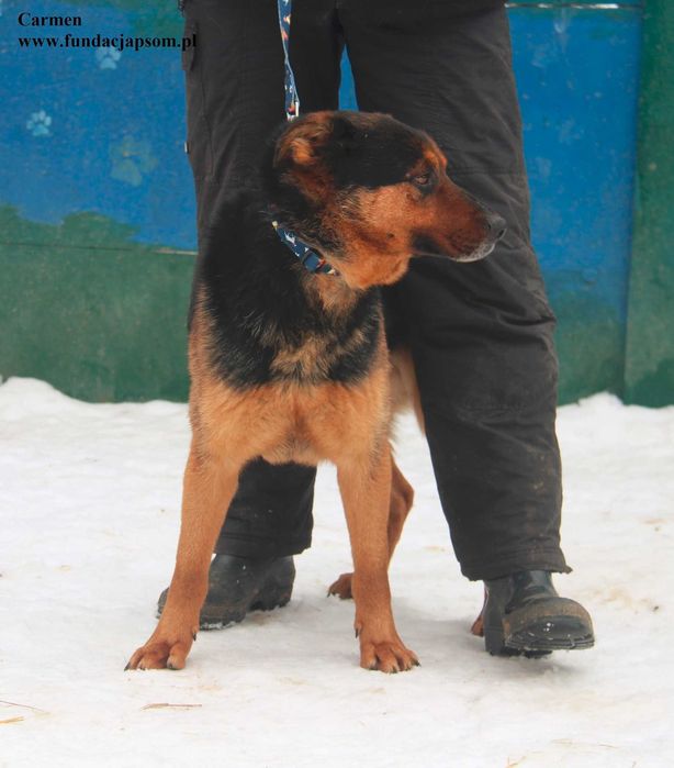Carmen, super piesek szuka domku