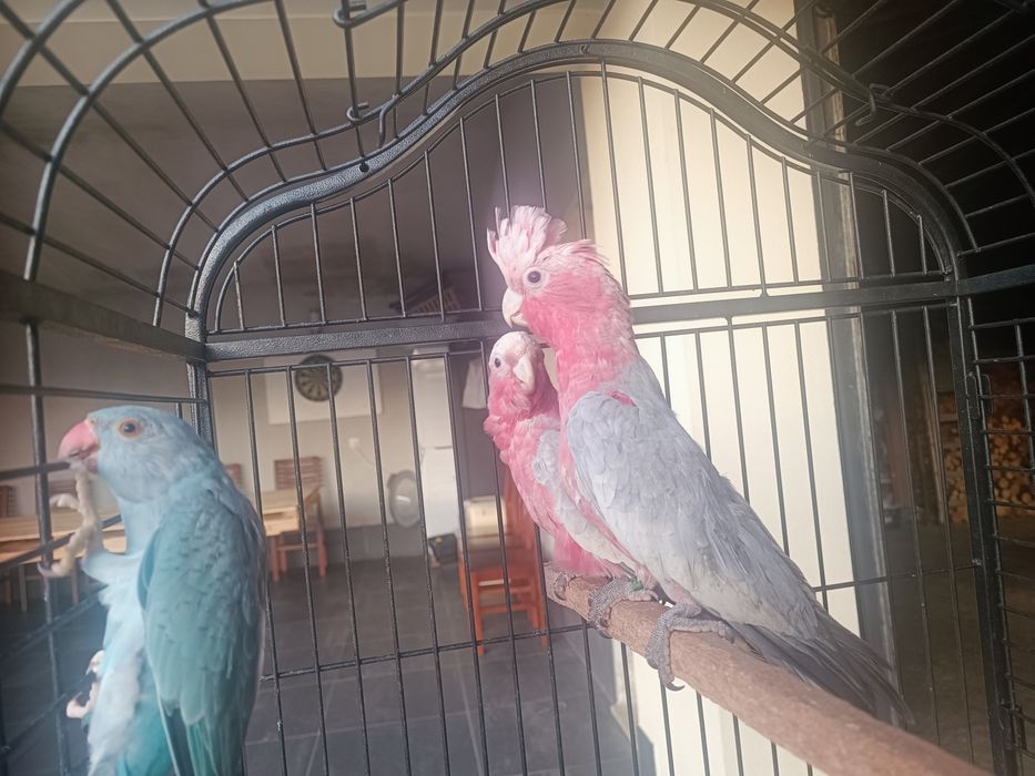 Catatuas   Galah