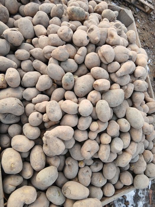 Ziemniaki odpadowe paszowe.