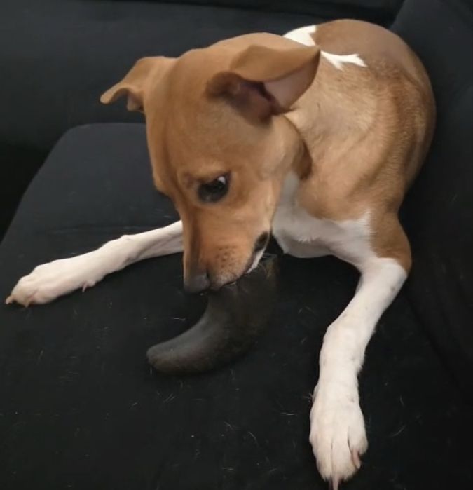 Marley para adoção responsável