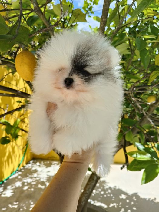 Lulu da Pomerânia menino mini