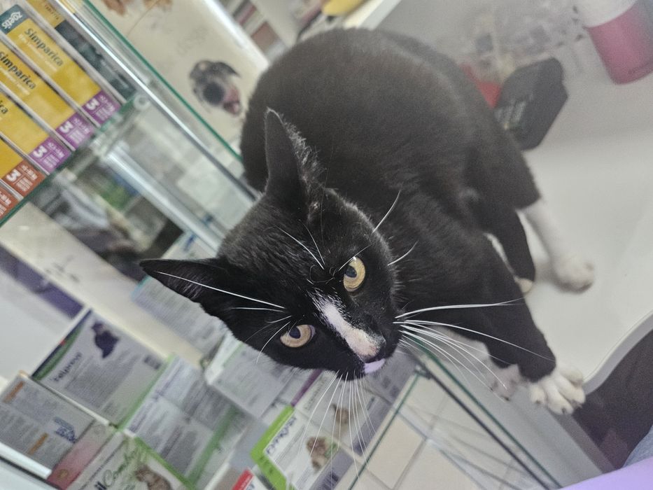 Oddam kota do adopcji piękny kocurek kastrowany Rydułtowy