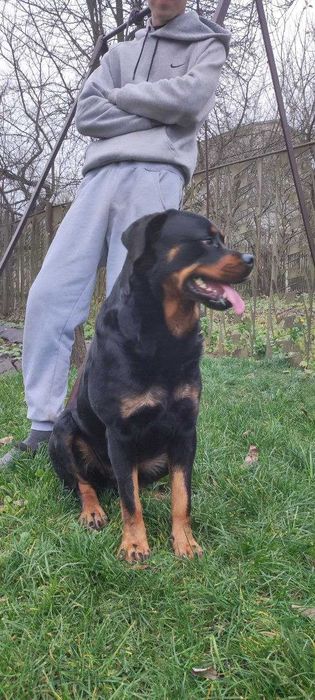 В'язка ротвейлера