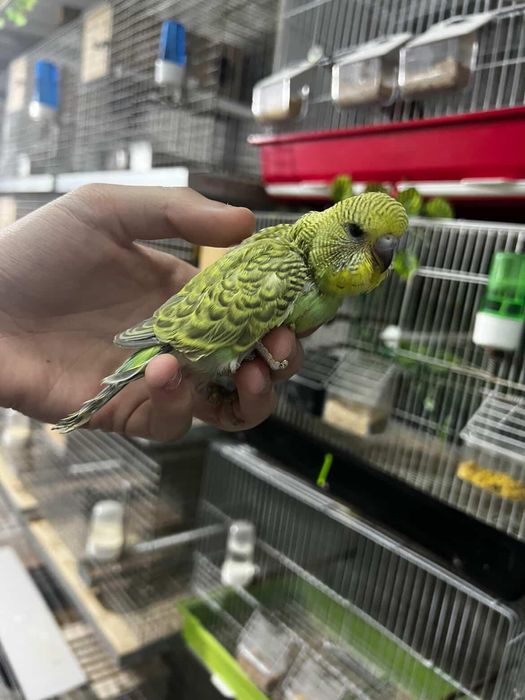 Periquito inglês cria