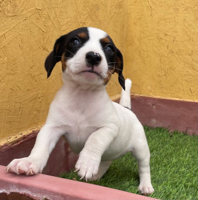 Cachorra Jack Russell