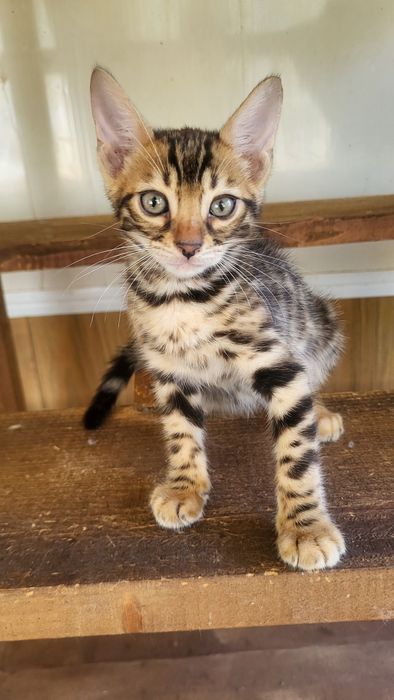 Бенгалы от клубных родителей.